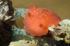 Dendrodoris