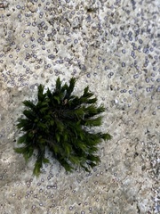 Orthotrichum anomalum