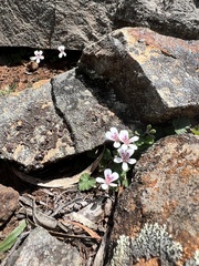 Pelargonium australe
