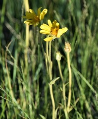 Arnica fulgens