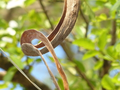 Dolichandrone falcata