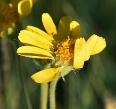 Arnica fulgens