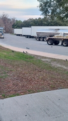 Quiscalus major westoni