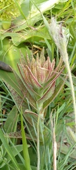Crassula alba