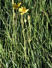 Arnica fulgens
