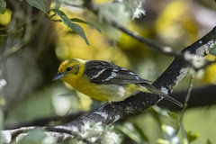 Piranga bidentata