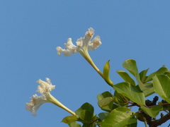 Dolichandrone falcata
