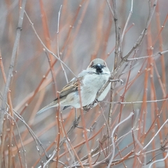 Passer domesticus
