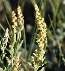 Atriplex gardneri