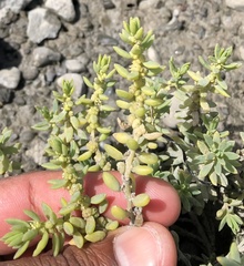 Suaeda novae-zelandiae