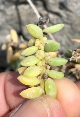 Suaeda novae-zelandiae