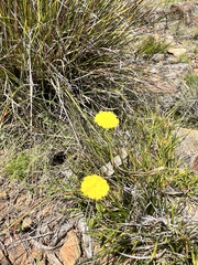 Coronidium scorpioides