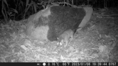 Philander opossum
