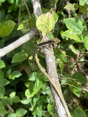Anolis krugi
