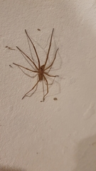 Kukulcania hibernalis