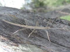 Pseudosermyle strigata
