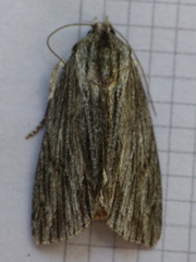 Acronicta lithospila