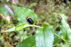 Phymatostetha deschampsi