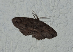 Melanolophia signataria