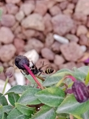 Polybia plebeja