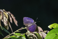 Arhopala