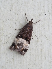 Scoparia minusculalis