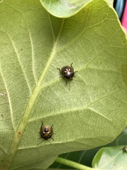 Glaucias amyoti