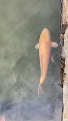 Cyprinus rubrofuscus