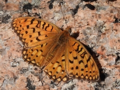 Speyeria edwardsii