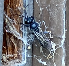 Crabroninae