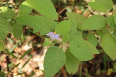 Solanum densevestitum