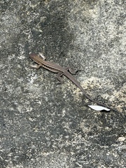 Pholidoscelis exsul