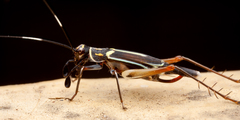 Phylloscyrtus