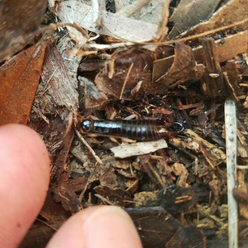 Maritime Earwig photo 4