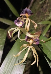 Prosthechea cochleata