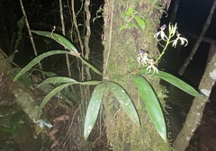 Prosthechea cochleata