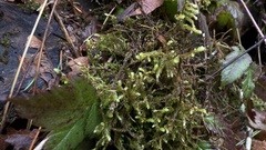 Antitrichia curtipendula