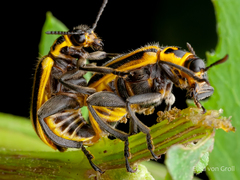 Agathomerus signatus