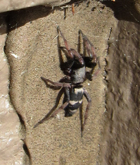 Sergiolus montanus