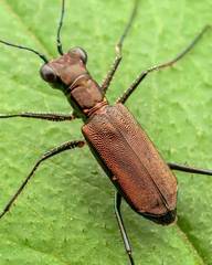 Odontocheila