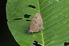 Arhopala silhetensis