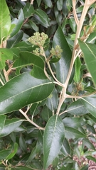 Olearia avicenniifolia