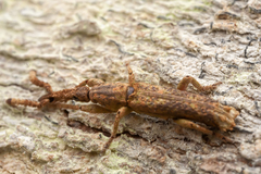 Brentidae