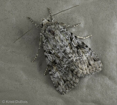 Anaplectoides prasina