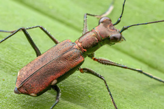 Odontocheila