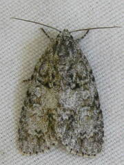 Acronicta retardata