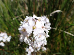 Cardamine pratensis
