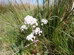 Cardamine pratensis