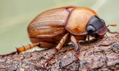 Scarabaeidae