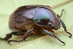 Scarabaeidae